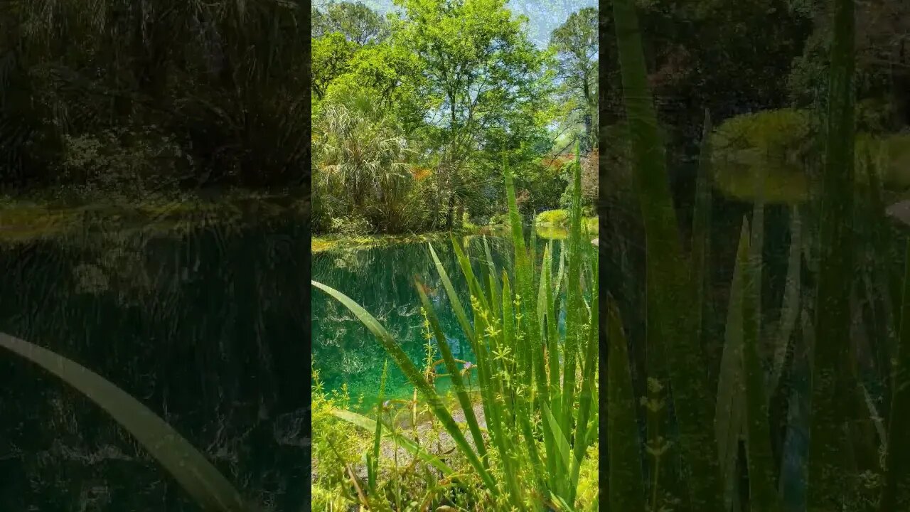 The Black Pond at Alfred B. Maclay Gardens State Park 16 #shorts