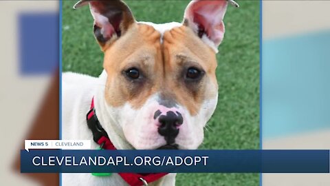 Cleveland APL Pet of the Weekend: 4-year-old pitbull mix with 'zest for life' named Wanda