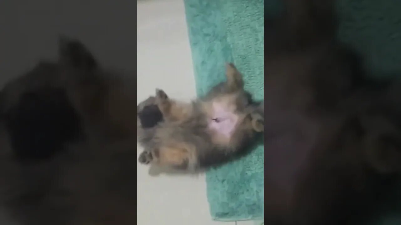 CACHORRINHO FILHOTE DORMINDO TORTO