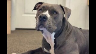 Cão adotado treina Muay thai com o dono