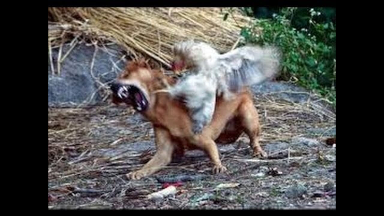 Best Dog Vs Chicken Fight