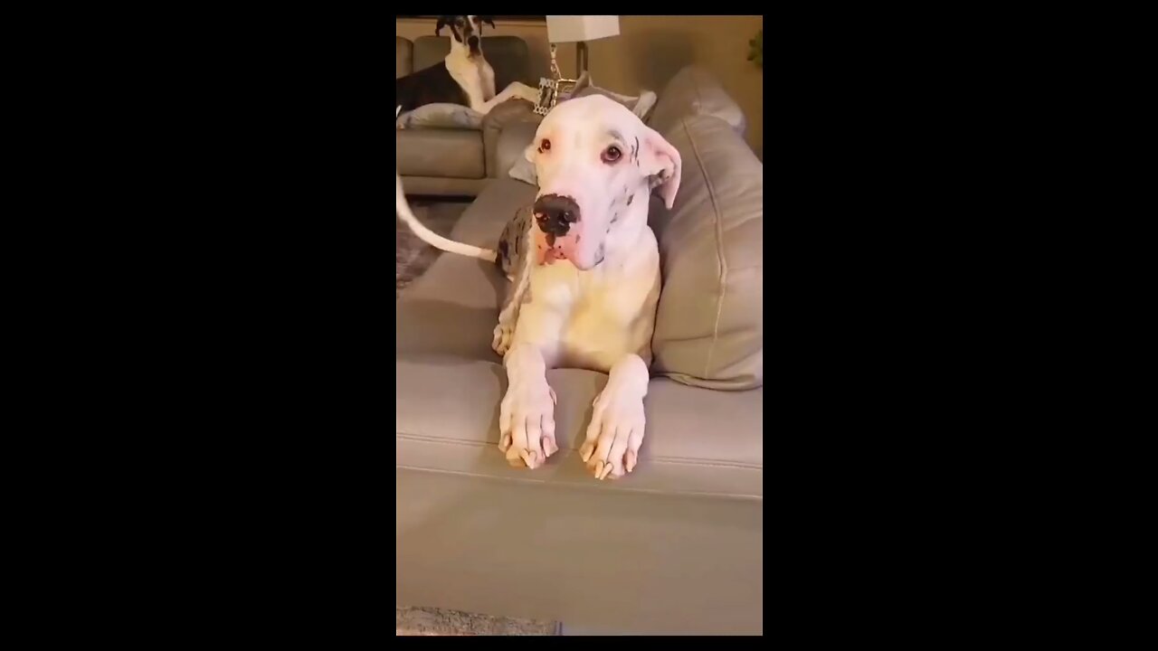 What happens when you bark at your dog?