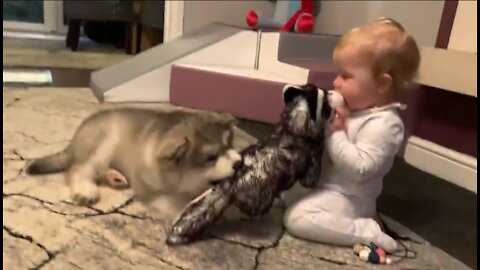 Baby kids friendship with inseparable husky puppies