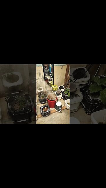 loving my green room