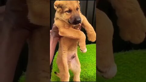 Real life Simba #lionking #shorts #doglover #puppy