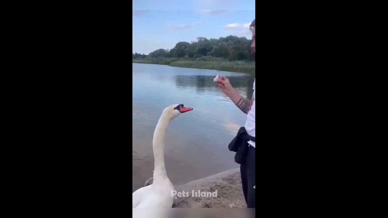 funny animal video