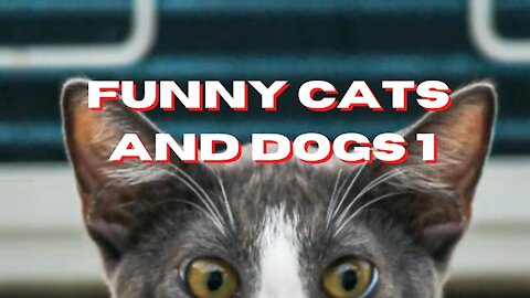 FUNNY CATS AND DOGS PART 1