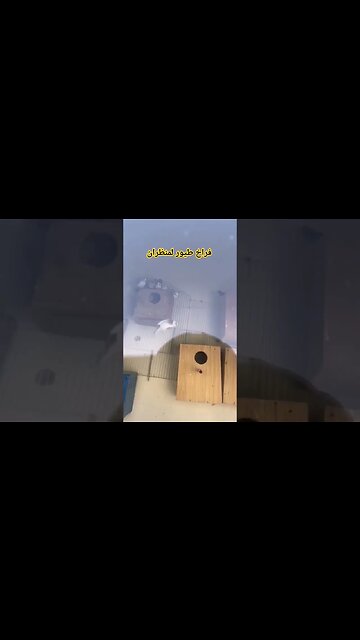 فراخ طيور لمنظران كيوت