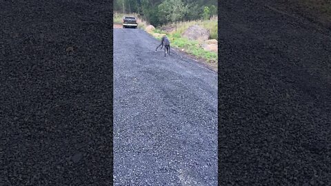 Disabled greyhound bravely walks down hill to join us for walk