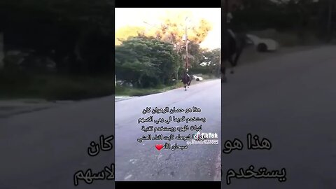 حصان الرماية