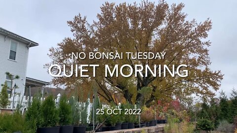 No Bonsai Tuesday Quiet Morning