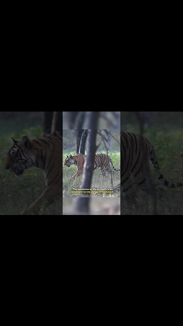 Life is a Miracle #shorts #lifemiracle