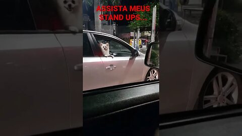 QUANDO A GENTE VÊ UM DOGUINHO NO TRANSITO