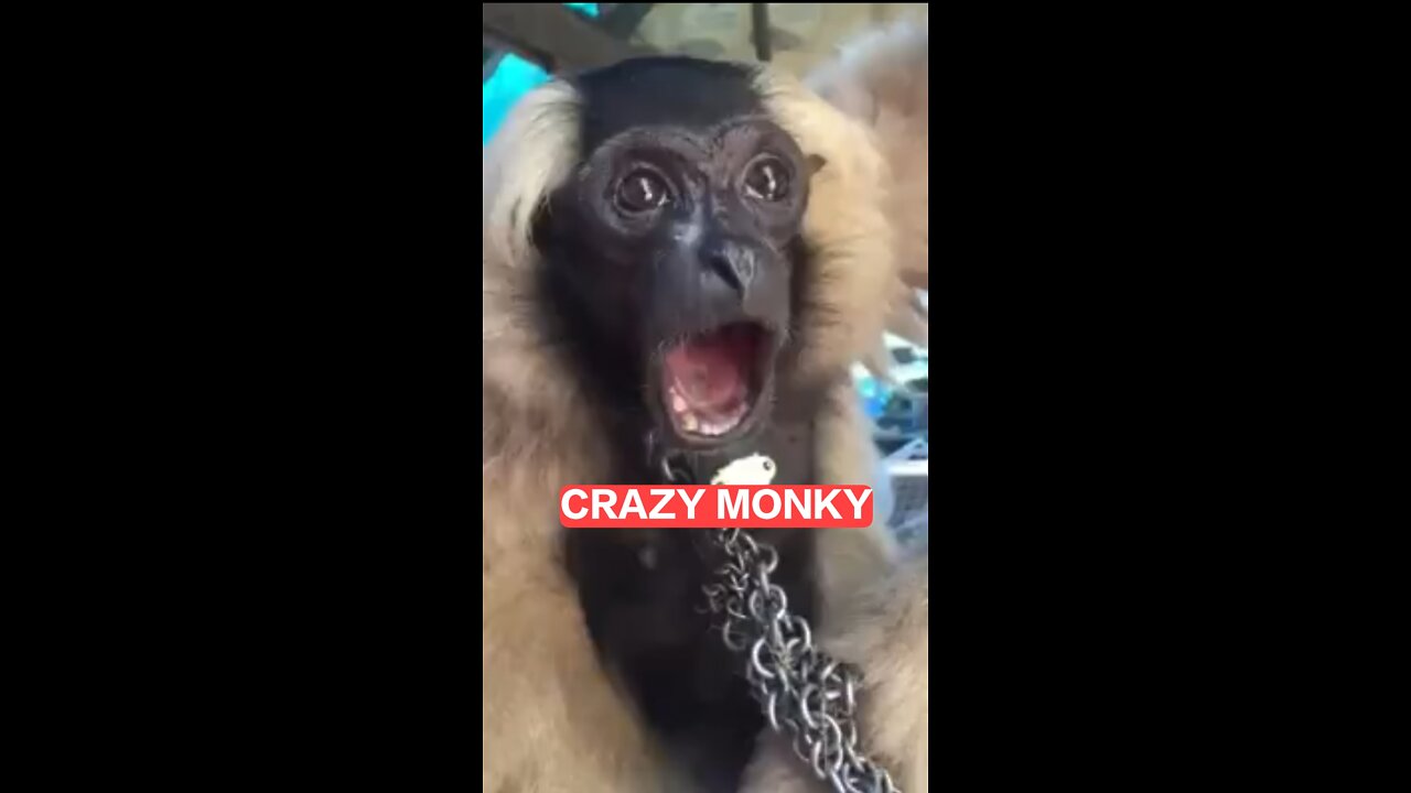 Crazy monkey