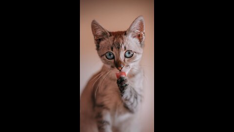 cute funny and cute cat