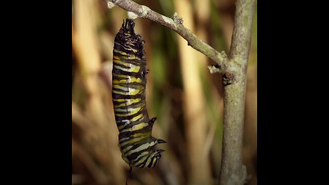 Caterpillar to butterfly