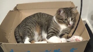 Little Cat Plays with Shoelace