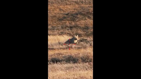 Hunting Coyotes #shorts #cat #animals #hunter #131