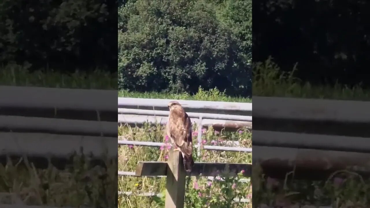 A Buzzard #birds #birdsofprey #animals #wildlife #new #shorts #shortsvideo #shortsfeed #subscribe