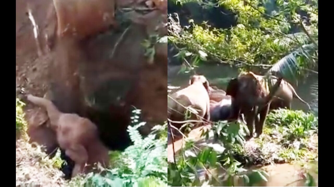 Mother Elephant Turns And Acknowledges Baby Elephants Rescuers