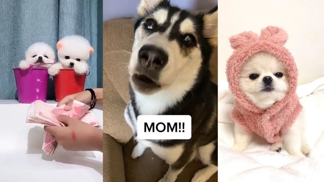 😁😍 Funny, Smart And Cute Dogs Video Try Not To Laugh