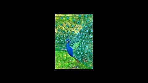 a beautiful peacock video