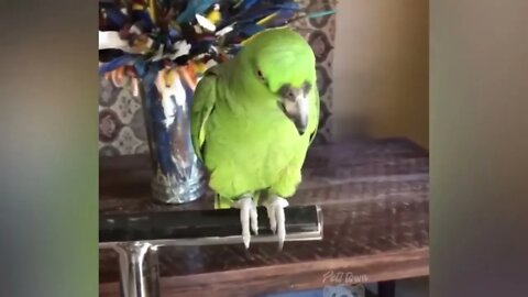 Smart And Funny Parrots Parrot Talking Videos Compilation P1 Super Dogs 5