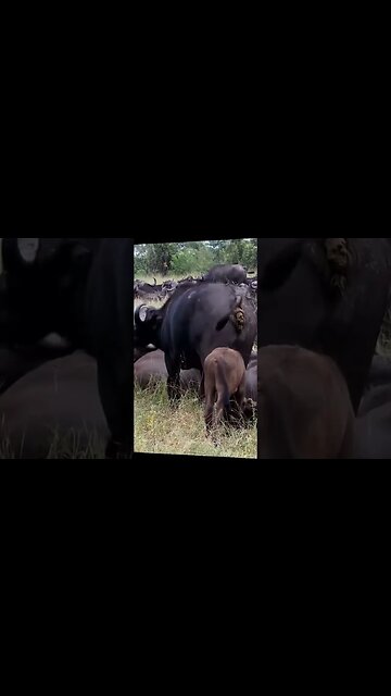 That's Why Milk Should Be Taken From The Side!! | #shorts #shortsafrica #septdailyshorts