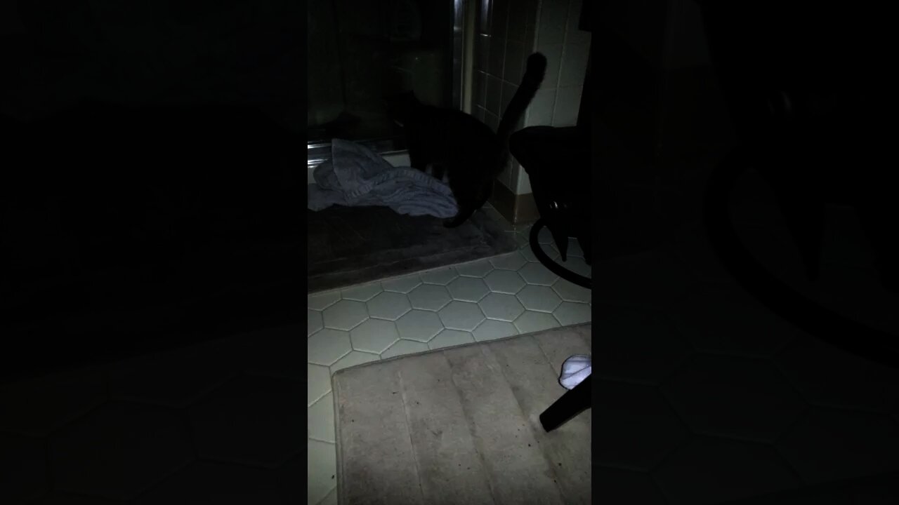 Life of Trigger the Kitty: Silly videos of a crazy alien cat 9