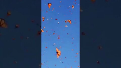 butterfly ❤️