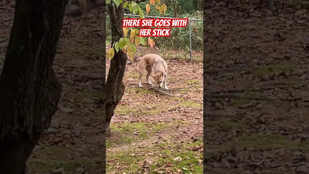 #dog #doggo #puppy #doglovers #dogs #doglover #puppylife #doglife #puppylife #puppies #puppyvideos