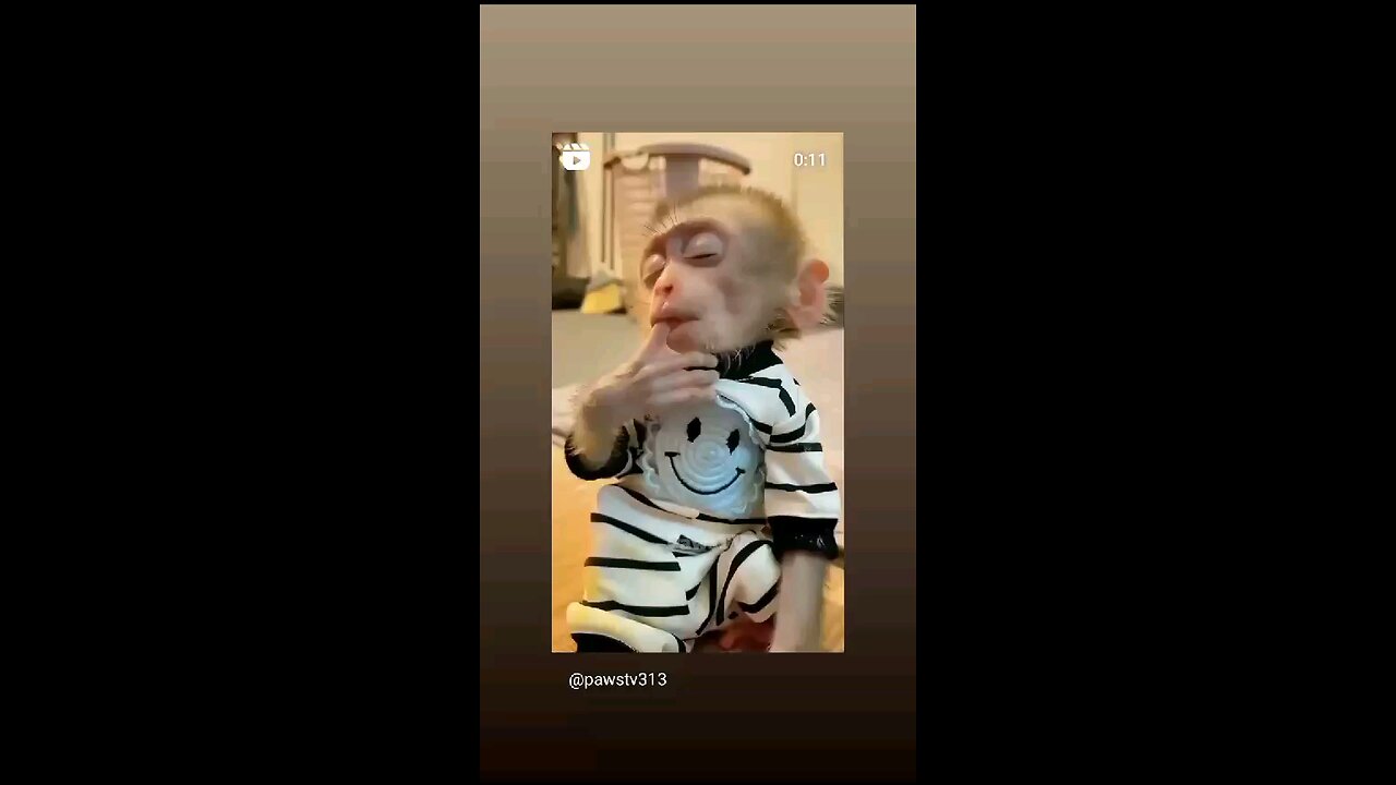 monkey funny sleeping clip status