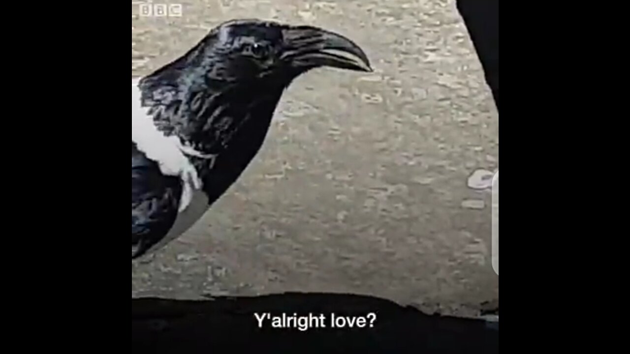 Yorkshire crow caught on camera