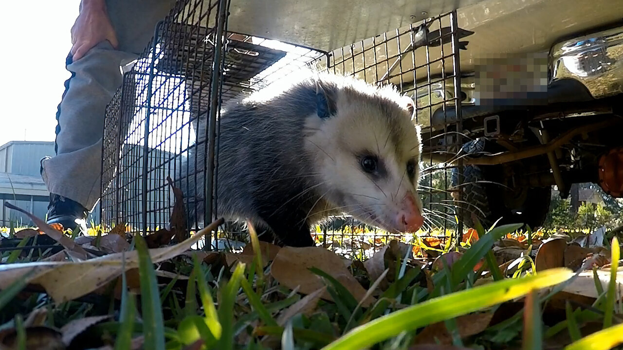 Trap possum