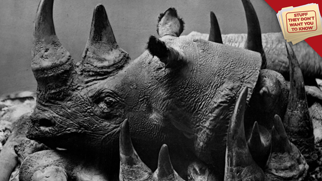 Stuff They Don't Want You to Know: Why can't we stop poachers?