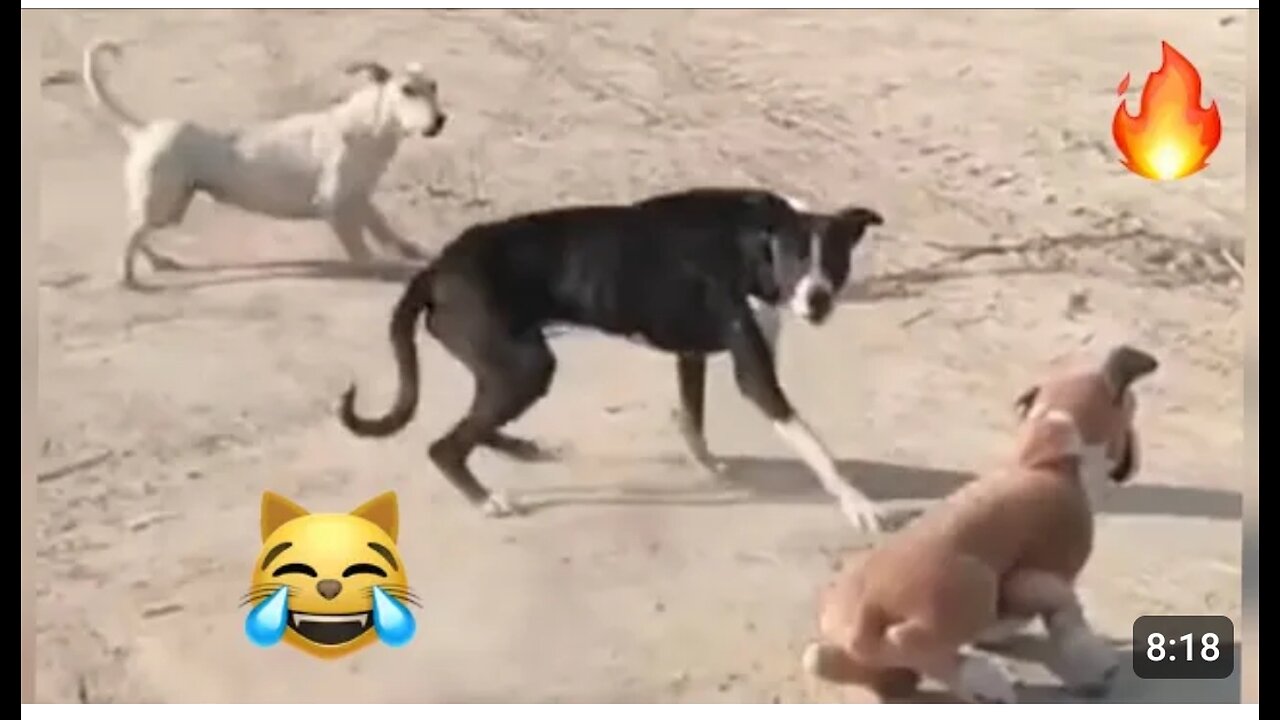 Animals funniest video😀😆। Funny animal video। Episode 17