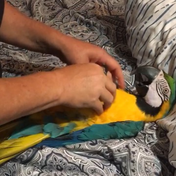 Turns Out That Birds Are Ticklish...