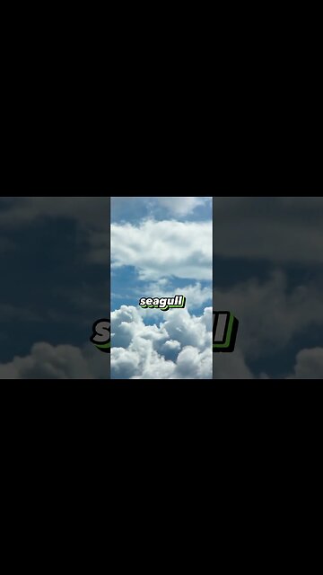 Pigeons Vs Seagull? #whatif #funny #trendingshorts