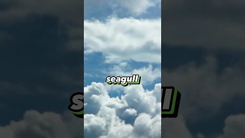Pigeons Vs Seagull? #whatif #funny #trendingshorts