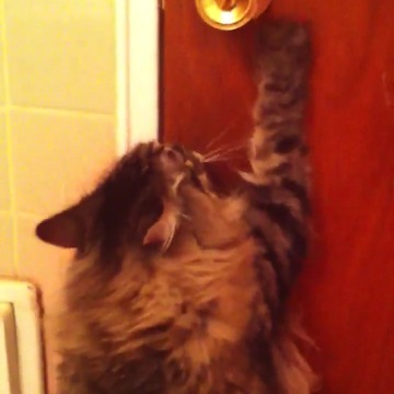 Cat tries to use doorknob with his paws