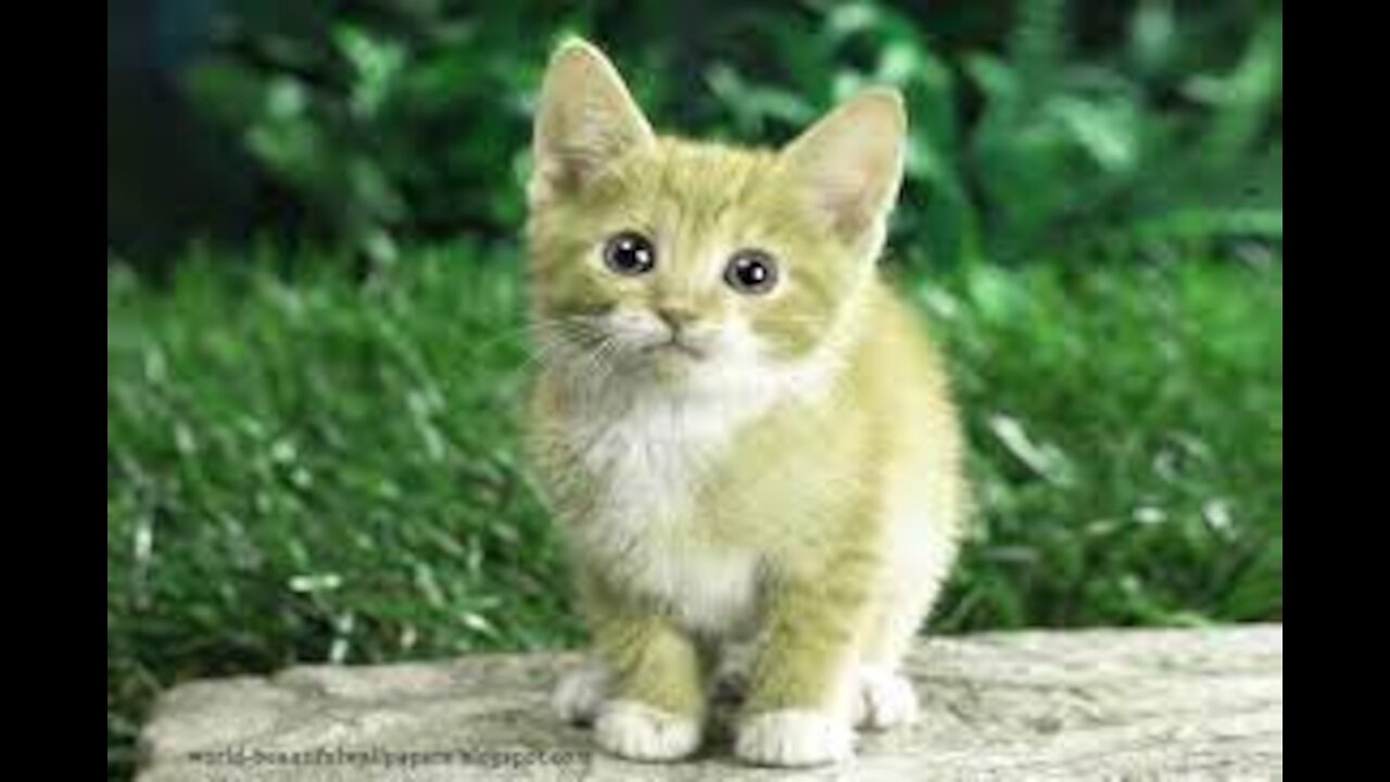 Funny pets/The little twins are wonderful to play with toys