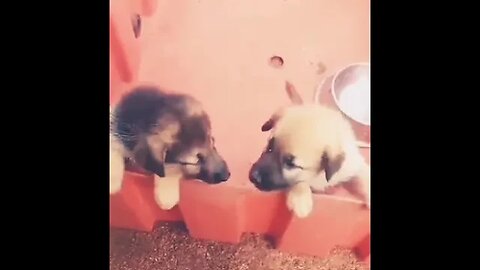 puppies barking||puppy sound #puppy #doglover #shorts #youtube #viral