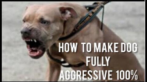 How To Make Dog Become Fully Aggressive With Few Simple Tips