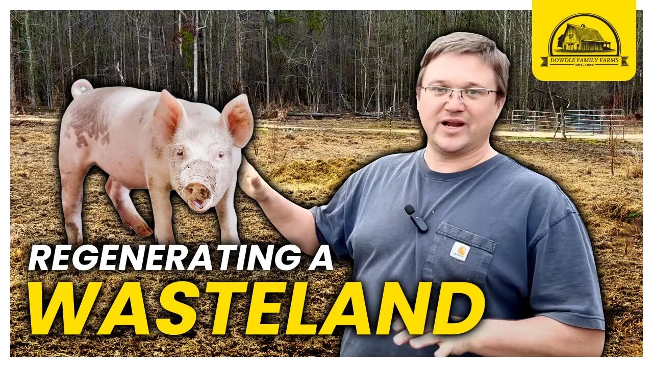 Reseeding A Pig Pasture Wasteland