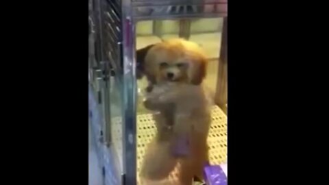 Funny Dog Dancing Compilation try not to laugh.....