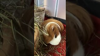 Guinea pigs love eating hay