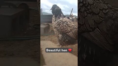 Farm surveillance. Beautiful hen.