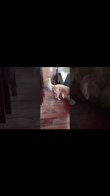 dogshow golden , shorts