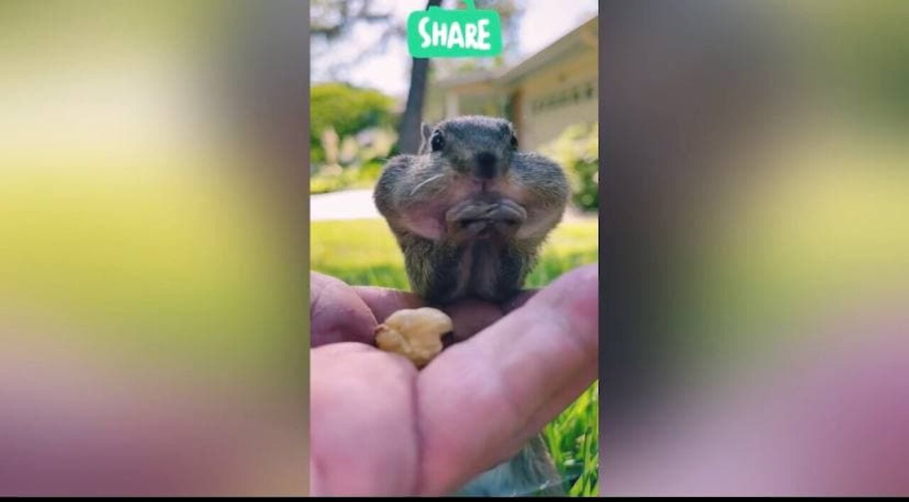 The cutest pets and little animals will see today