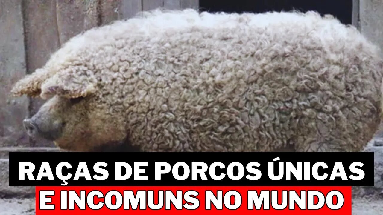 AS 10 PRINCIPAIS RAÇAS DE PORCOS ÚNICAS E INCOMUNS EM TODO O MUNDO